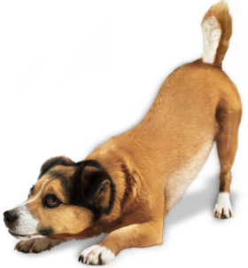 a playful puppy